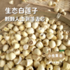 生态白莲子 300g/袋 | 合作农友生产，来自福建建阳，生产者：江禄 & 【公平贸易农人定价】 商品缩略图0