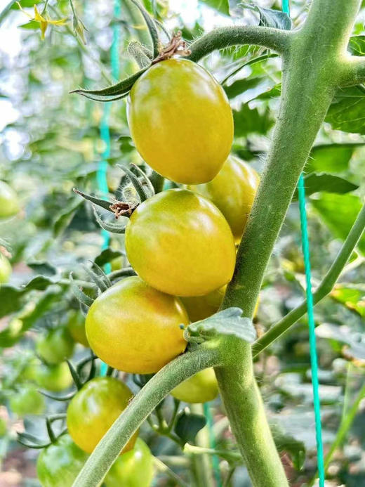 香甜小青番 超好吃 商品图1