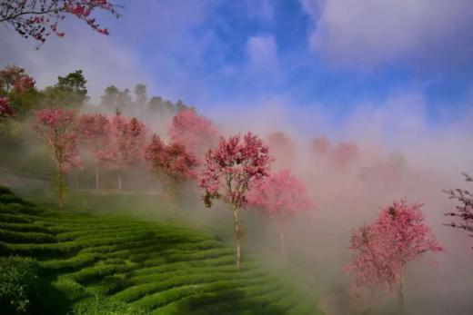 无量山樱花谷、剑湖拍水鸟、黄龙潭水上盆景、沙溪古镇、巍山古城6天摄影团 商品图8
