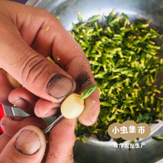 生态白莲子 300g/袋 | 合作农友生产，来自福建建阳，生产者：江禄 & 【公平贸易农人定价】 商品图9