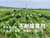 010毛毛谷小米 珍贵品种 内蒙赤峰 小米之乡 种植历史悠久 【月子小米】【代参汤】 商品缩略图7