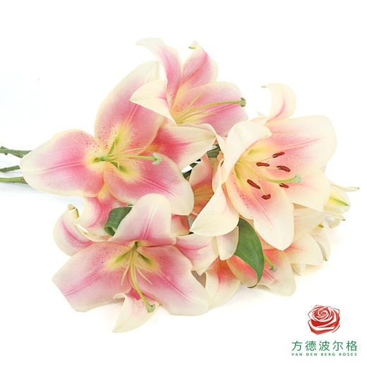 百合-一见钟情单头 5枝一扎 商品图1