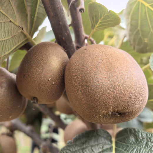 陕西金龙二号猕猴桃  软糯香甜，入口甜蜜沁心，回味悠长 商品图7