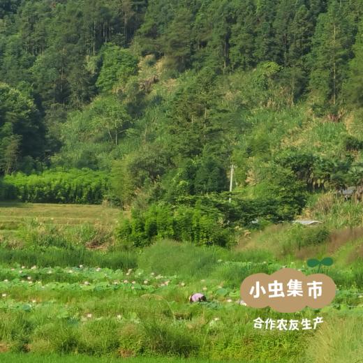 生态白莲子 300g/袋 | 合作农友生产，来自福建建阳，生产者：江禄 & 【公平贸易农人定价】 商品图10