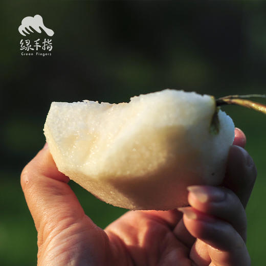 有机酥梨 | 合作生产 *Organic crisp pear | Partner Production 商品图3