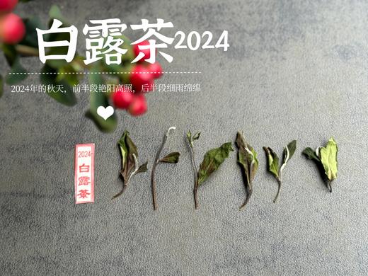 【2024白露茶】清新沁凉，带着清鲜之山野气韵的甜花香，空灵、甜美（1斤收藏装） 商品图4