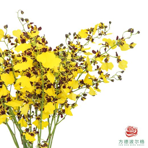 跳舞兰-熊猫 50CM-55CM 商品图1