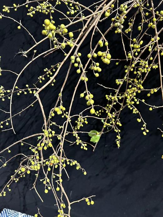 国产南蛇藤果实鲜切枝一支 商品图6