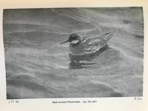 1934年 不列颠群岛鸟类图鉴 68幅彩色与68幅黑白插图 漆布精装36开 商品图14