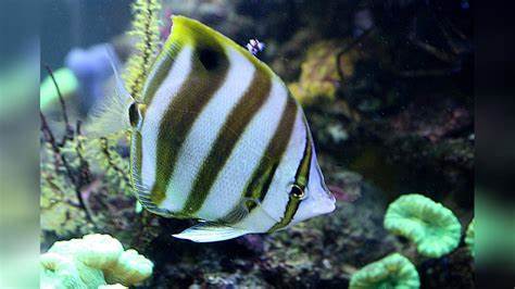 豆腐蝶 商品图0