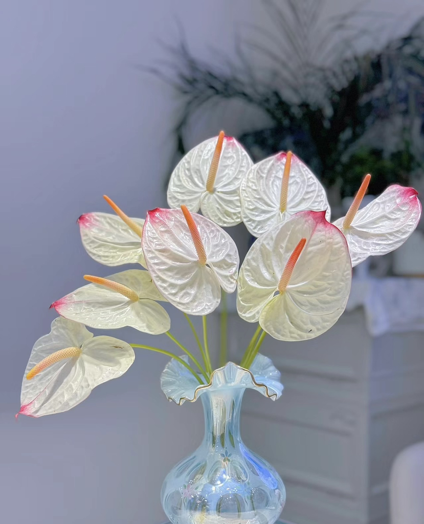 【绿光彩掌】 力普拉  单枝