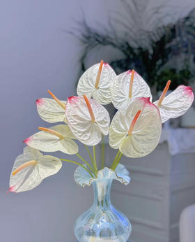 【绿光彩掌】 力普拉  单枝