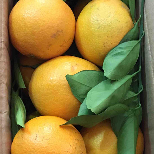 [最农公社]顺丰到家|赣南脐橙带箱5斤10斤小果中果大果脐橙界扛霸子浓甜化渣 商品图4