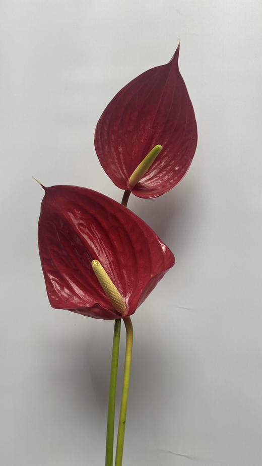 【绿光彩掌】音律  单枝 商品图2