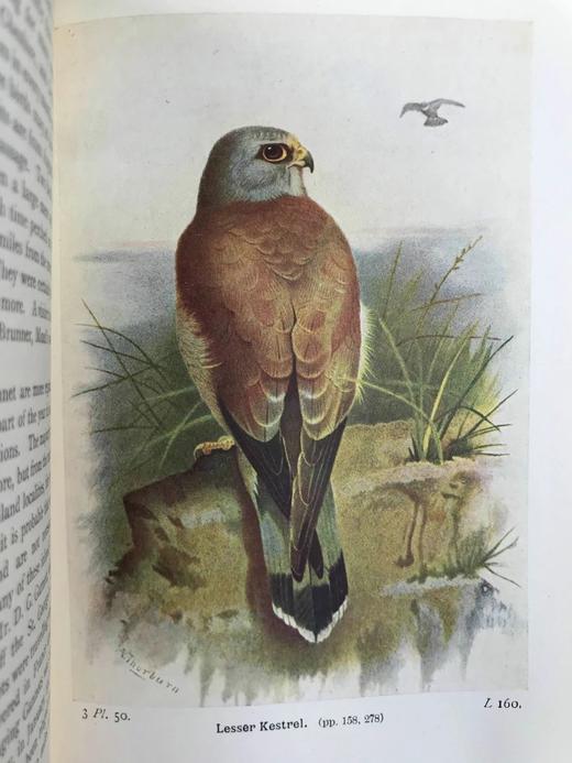 1934年 不列颠群岛鸟类图鉴 68幅彩色与68幅黑白插图 漆布精装36开 商品图10