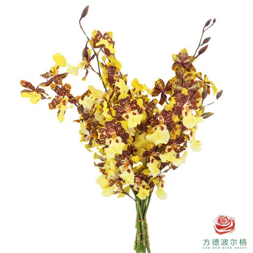 跳舞兰-花猫香兰 30CM-35CM 商品图0