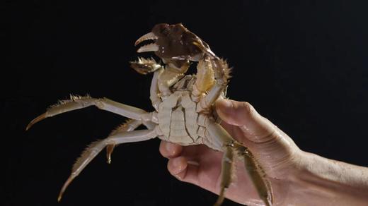 【正宗阳澄湖大闸蟹 买8送2】鲜活10只礼盒装 顺丰冷链速达 商品图2