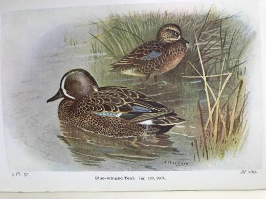 1934年 不列颠群岛鸟类图鉴 68幅彩色与68幅黑白插图 漆布精装36开 商品图7