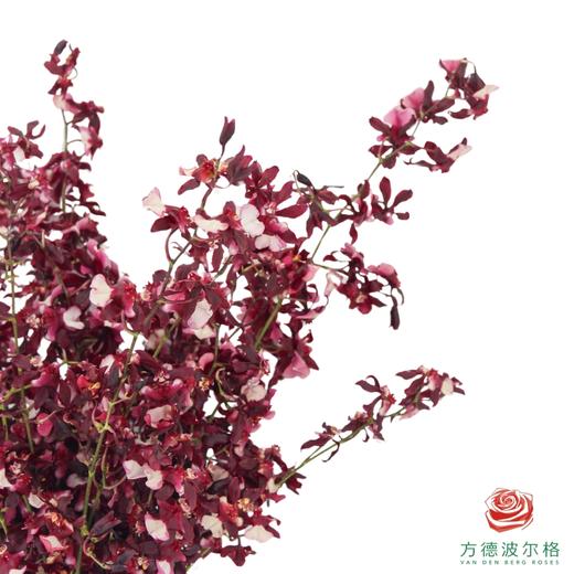 跳舞兰-香水美人 25CM-30CM 商品图1