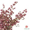 跳舞兰-天香香妃 40CM-45CM 商品缩略图1