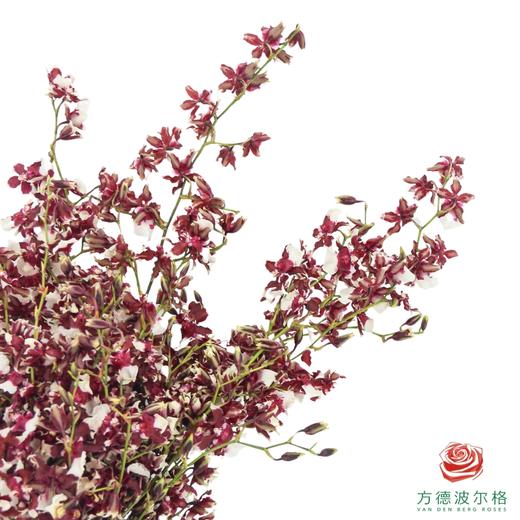 跳舞兰-天香香妃 40CM-45CM 商品图1