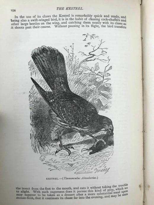 1904年 通俗自然史 600余幅插图（含多幅彩色） 全真皮精装大32开 商品图11