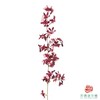 跳舞兰-香水美人 25CM-30CM 商品缩略图2