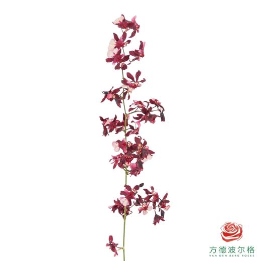 跳舞兰-香水美人 25CM-30CM 商品图2