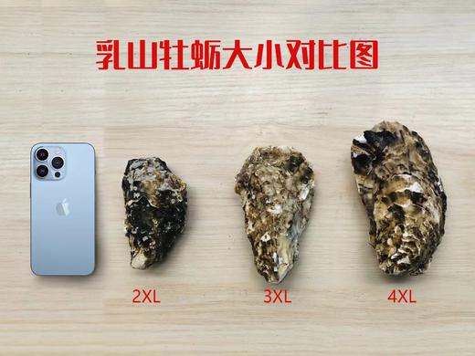 生鲜【乳山生蚝】个体大 肥度高 肉质好 味鲜美  一箱净重约5斤 送吃蚝三件套（手套 刀子 芥末） 山东顺丰包邮{冷冻生鲜请及时签收} 商品图2