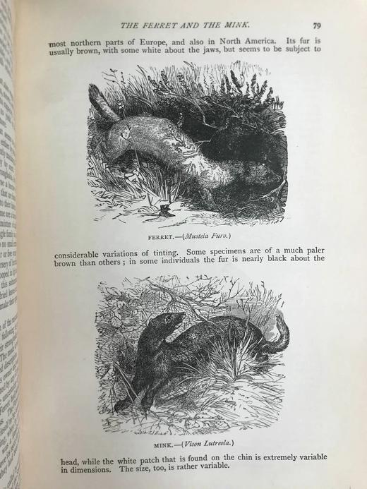 1904年 通俗自然史 600余幅插图（含多幅彩色） 全真皮精装大32开 商品图14