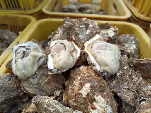 生鲜【乳山生蚝】个体大 肥度高 肉质好 味鲜美  一箱净重约5斤 送吃蚝三件套（手套 刀子 芥末） 山东顺丰包邮{冷冻生鲜请及时签收} 商品图1