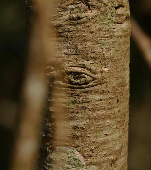 【秘境·哀牢山】800年古树茶 商品图13