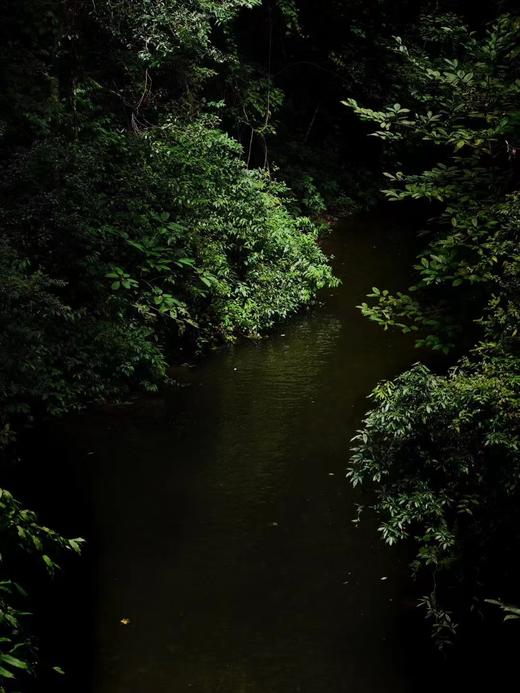 【秘境·哀牢山】800年古树茶 商品图12