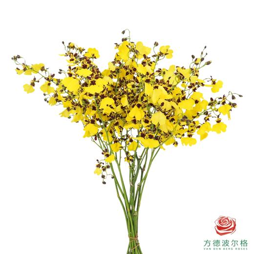 跳舞兰-熊猫 50CM-55CM 商品图0