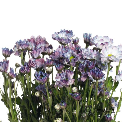 小菊 | 染色小菊夕雾青砖色【人工吸染，有色差，慎重下单】 商品图2