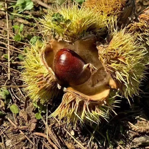 板栗🌰严选迁西出口级板栗，颗颗精选，粒粒金黄，香，甜，粉，糯！！！😋 好吃到停不下来。 商品图0