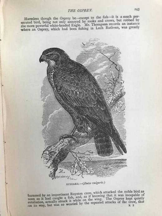 1904年 通俗自然史 600余幅插图（含多幅彩色） 全真皮精装大32开 商品图12