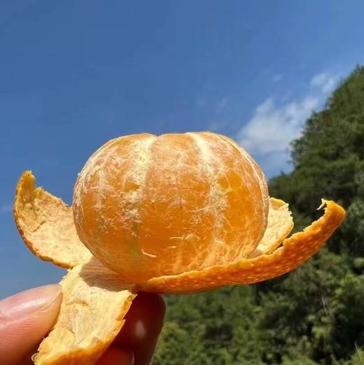 【云南无籽砂糖橘】顺丰到家 皮薄肉厚 肉质细腻 个头玲珑小巧 果香浓郁 肉质细嫩 肉色橙红 一口一瓣 甜蜜多汁  少部分有一点点籽 4种规格任选 商品图1