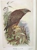 1934年 不列颠群岛鸟类图鉴 68幅彩色与68幅黑白插图 漆布精装36开 商品缩略图3