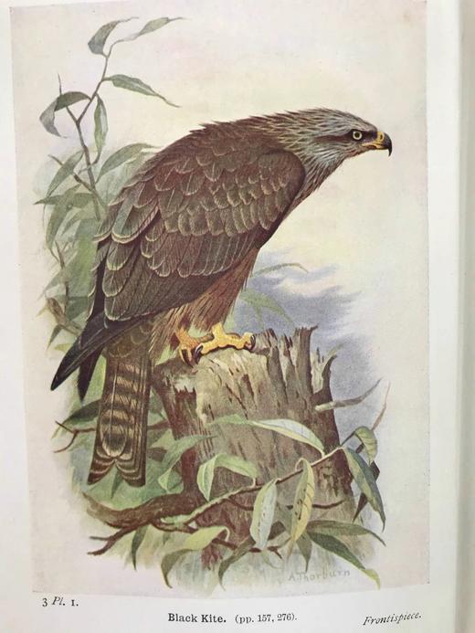 1934年 不列颠群岛鸟类图鉴 68幅彩色与68幅黑白插图 漆布精装36开 商品图3