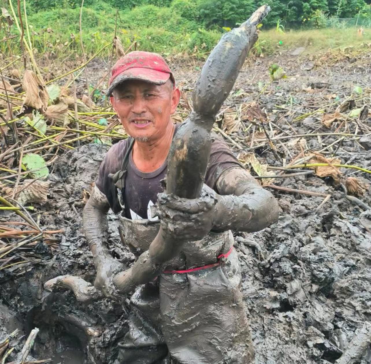 湖北洪湖 现挖生态青泥巴莲藕 粉糯香甜