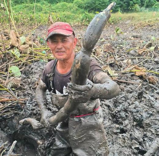 湖北洪湖 现挖生态青泥巴莲藕 粉糯香甜 商品图0