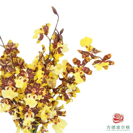 跳舞兰-花猫香兰 30CM-35CM 商品图1