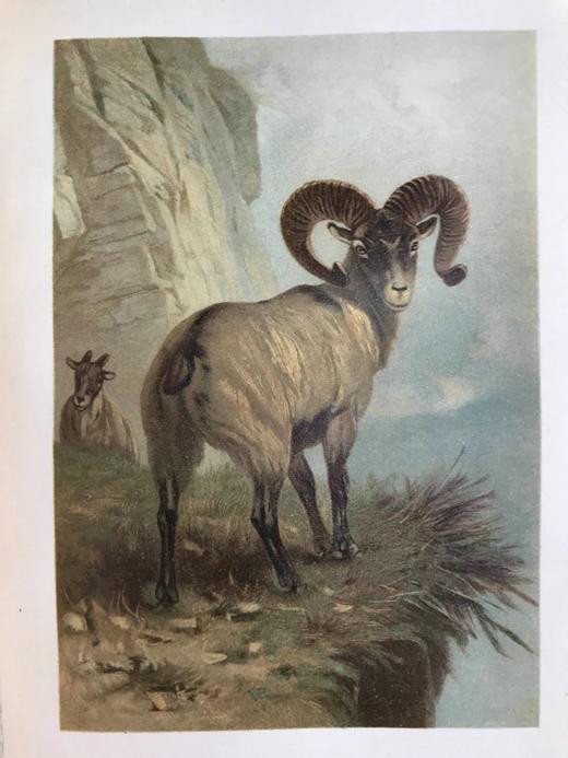 1904年 通俗自然史 600余幅插图（含多幅彩色） 全真皮精装大32开 商品图6