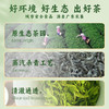 L雄鸥海洋茶500克 商品缩略图1