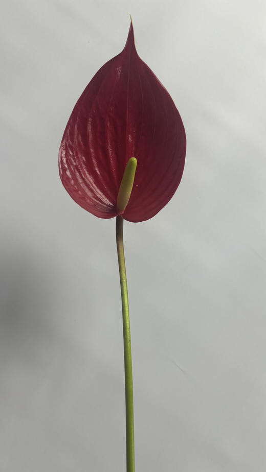 【绿光彩掌】音律  单枝 商品图1