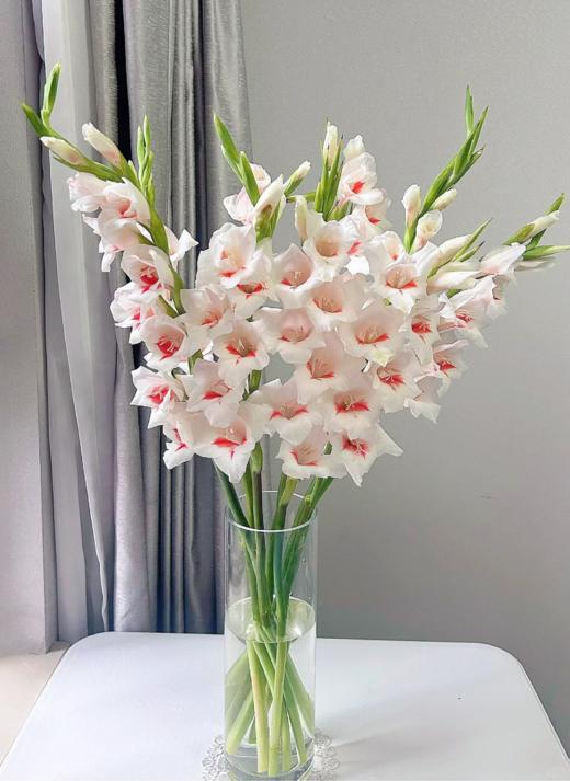 同城甄选花卉唐菖蒲剑兰步步高鲜切花合集 商品图14