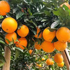 [最农公社]顺丰到家|赣南脐橙带箱5斤10斤小果中果大果脐橙界扛霸子浓甜化渣 商品缩略图7