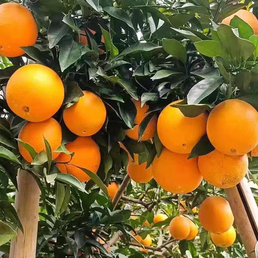 [最农公社]顺丰到家|赣南脐橙带箱5斤10斤小果中果大果脐橙界扛霸子浓甜化渣 商品图7