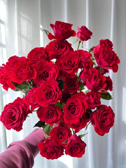 同城甄选精品花材霓虹泡泡多头玫瑰10支 商品图0